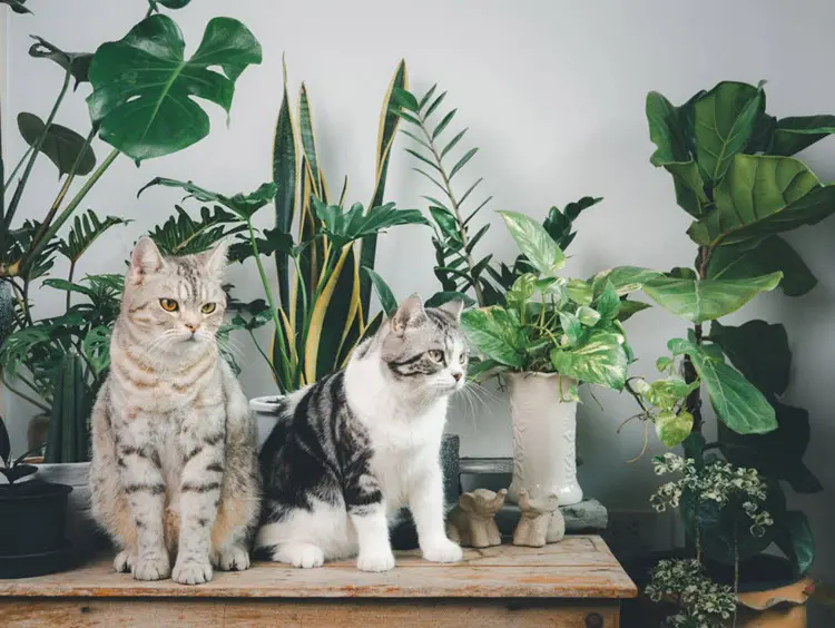 20 Best Houseplants for Cats Safe and Attractive Choices for Your