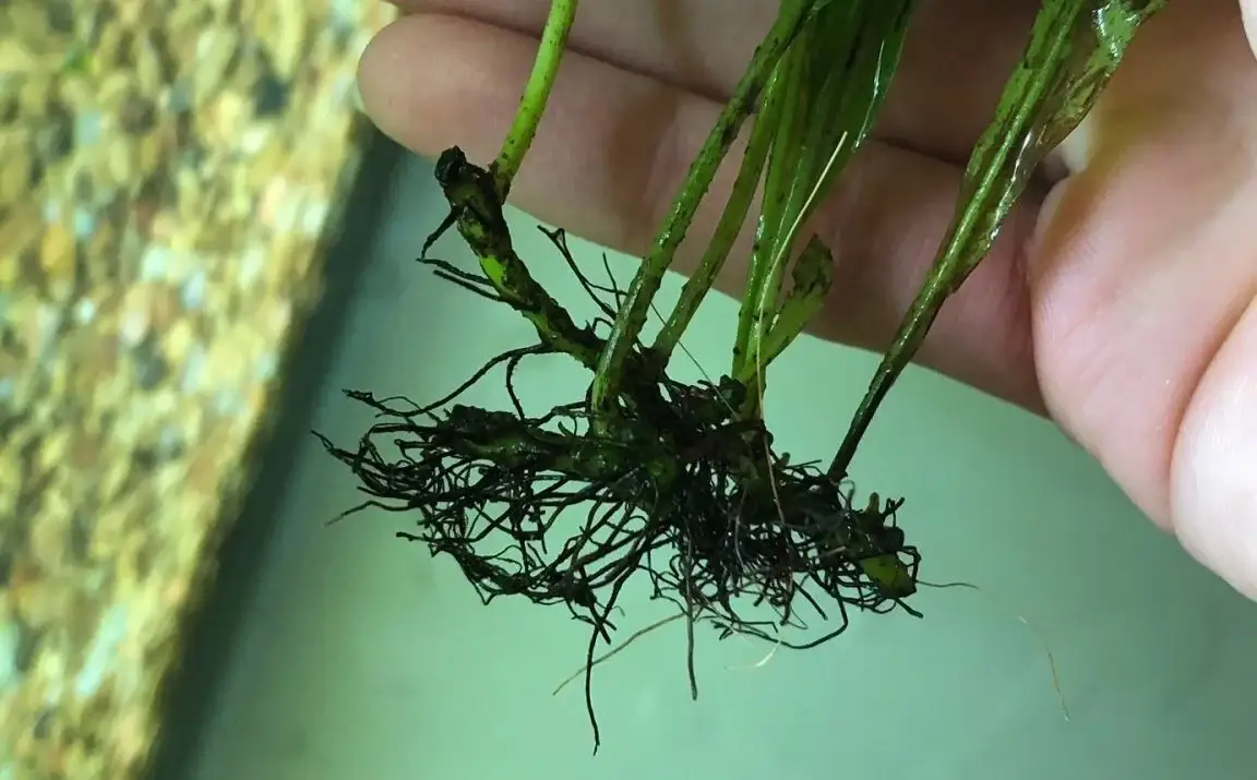 Understanding the Java Fern Rhizome: A Detailed Guide - Yefdw